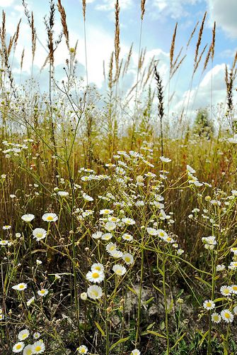 #7 Planting for pollinators
